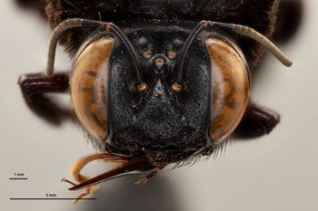 Media type: image;   Entomology 816428 Aspect: head frontal view